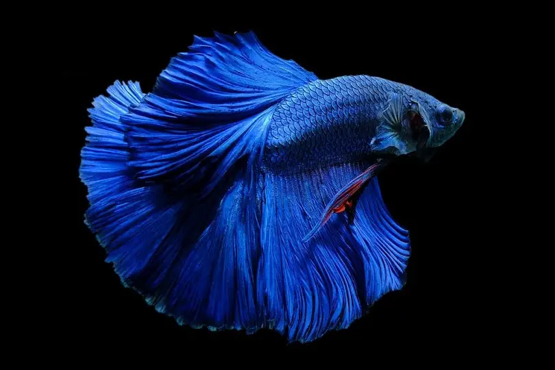 how-to-clean-a-betta-fish-tank