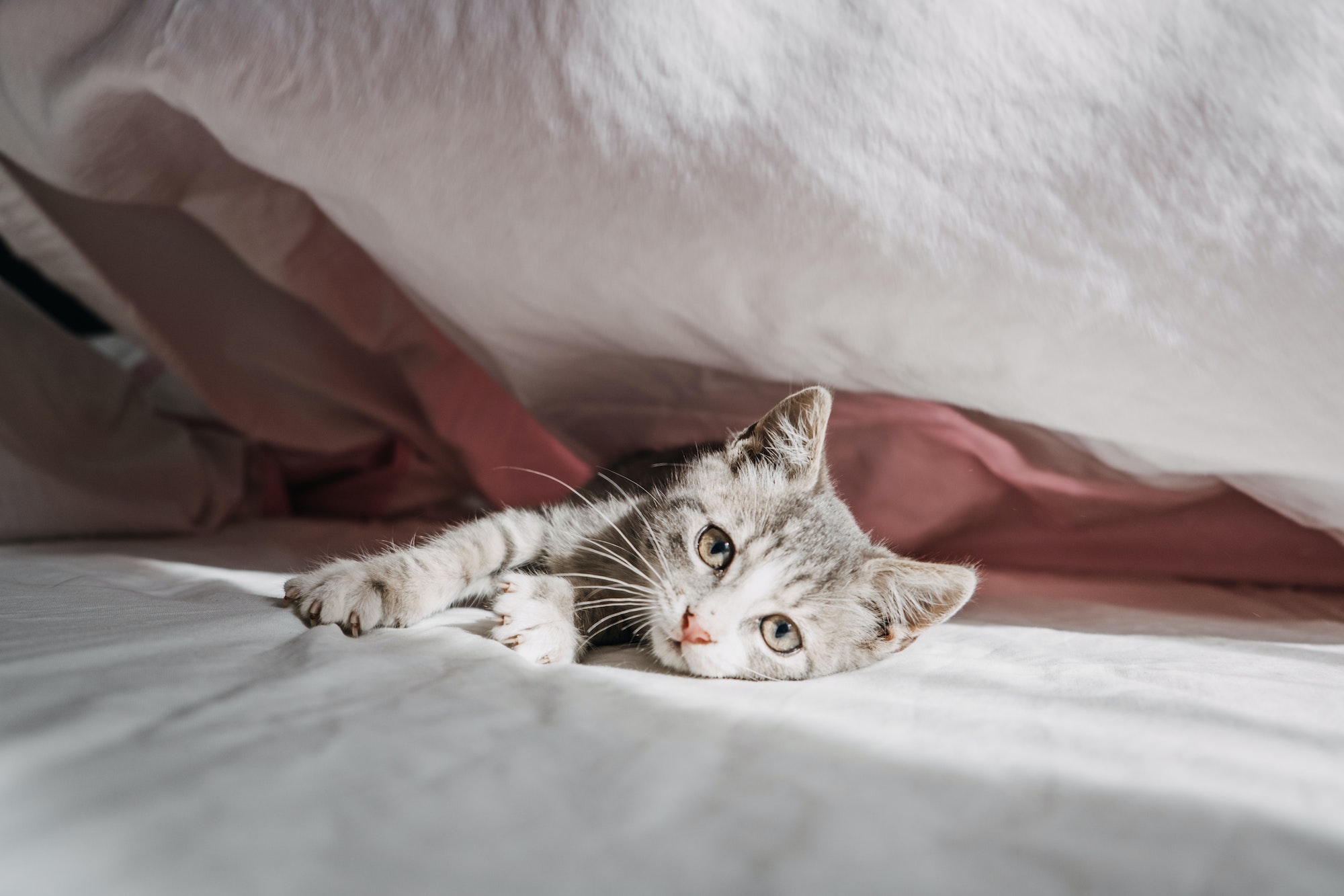 How to Clean Cat Pee From a Mattress