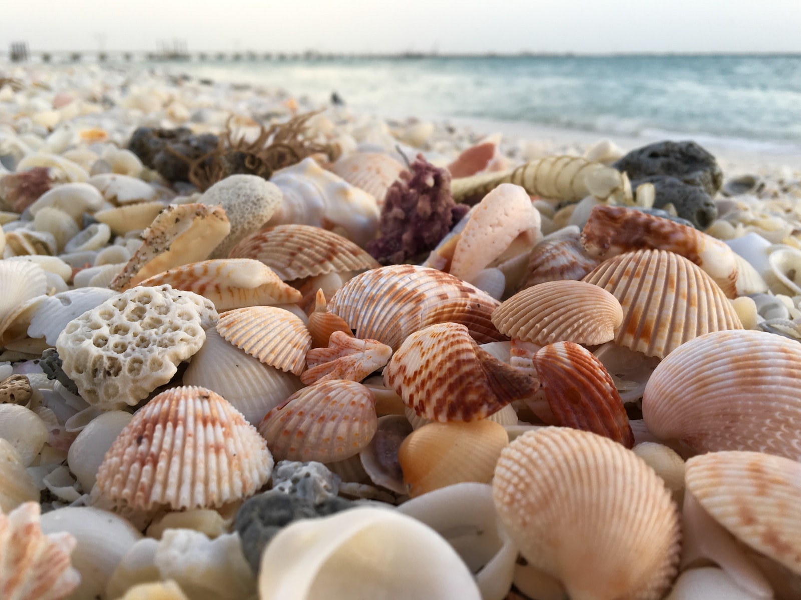 how-to-clean-seashells