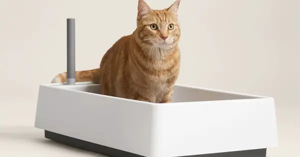 How to Clean a litter box