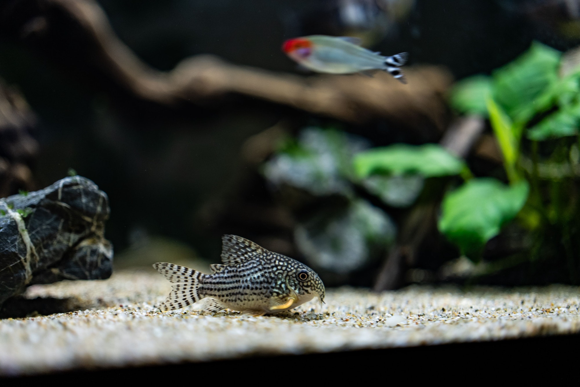 Sterbai Catfish dwells on gravel at the bottom of a fish tank filled with rocks and plants